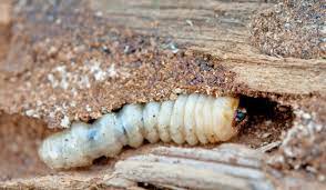 Houtwormlarve in boorgat